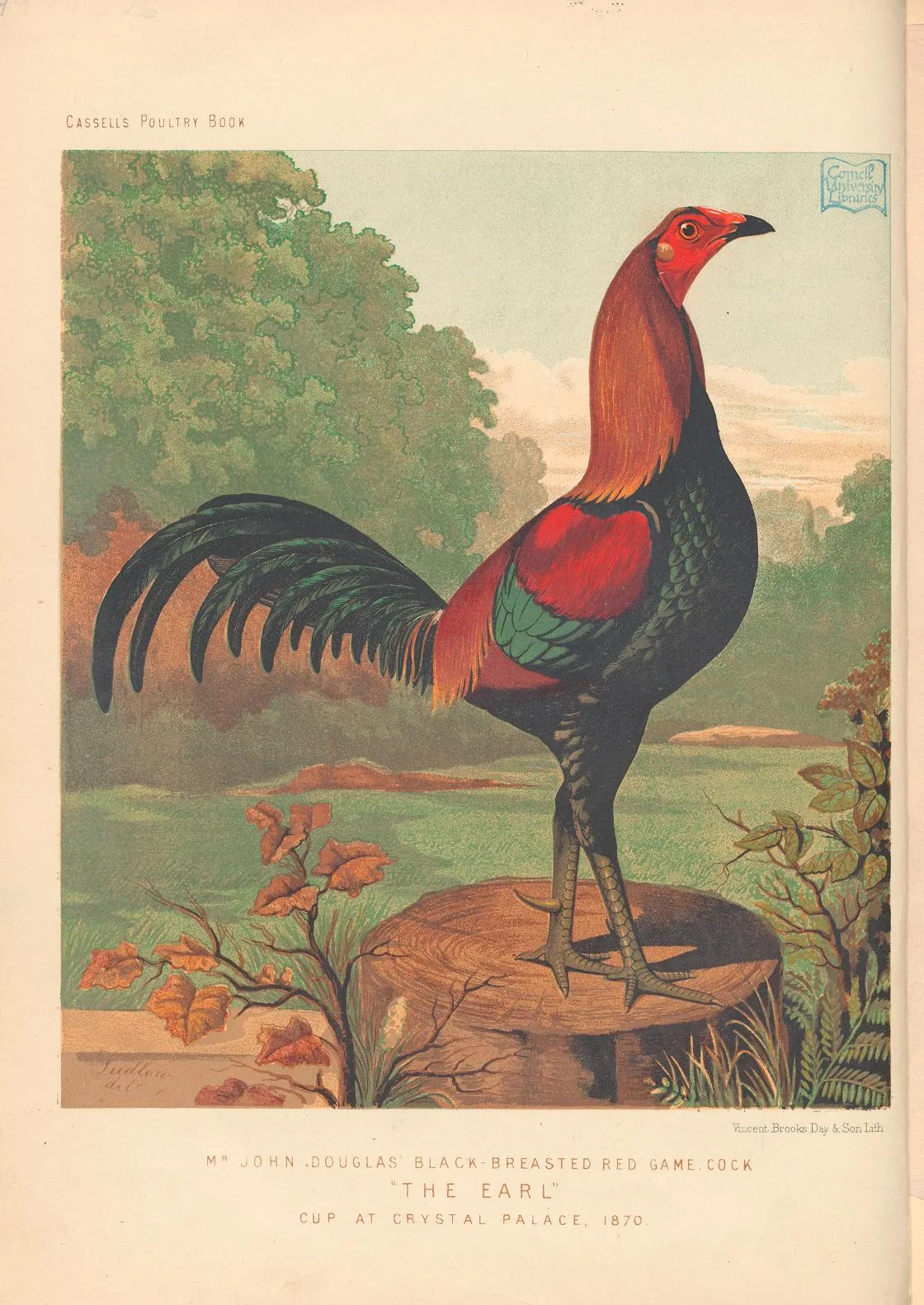 120 Vintage Poultry Chicken Duck & Bantam Keeping Books PDF on USB preview gallery image